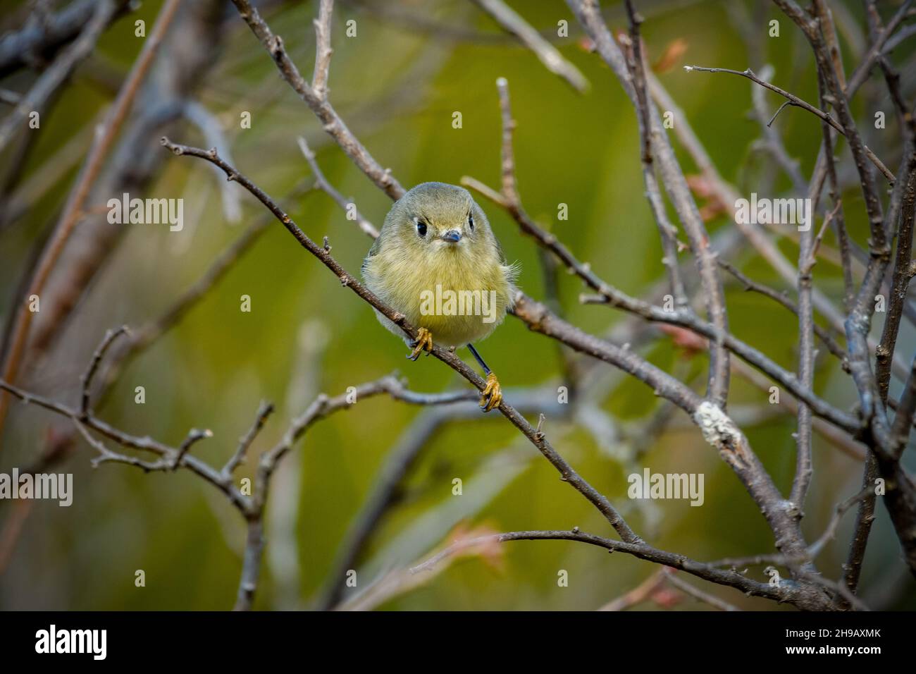 Ruby-crowned Kinglet (Regulus calendula) Small imature or female poiinting directly at camera Stock Photo