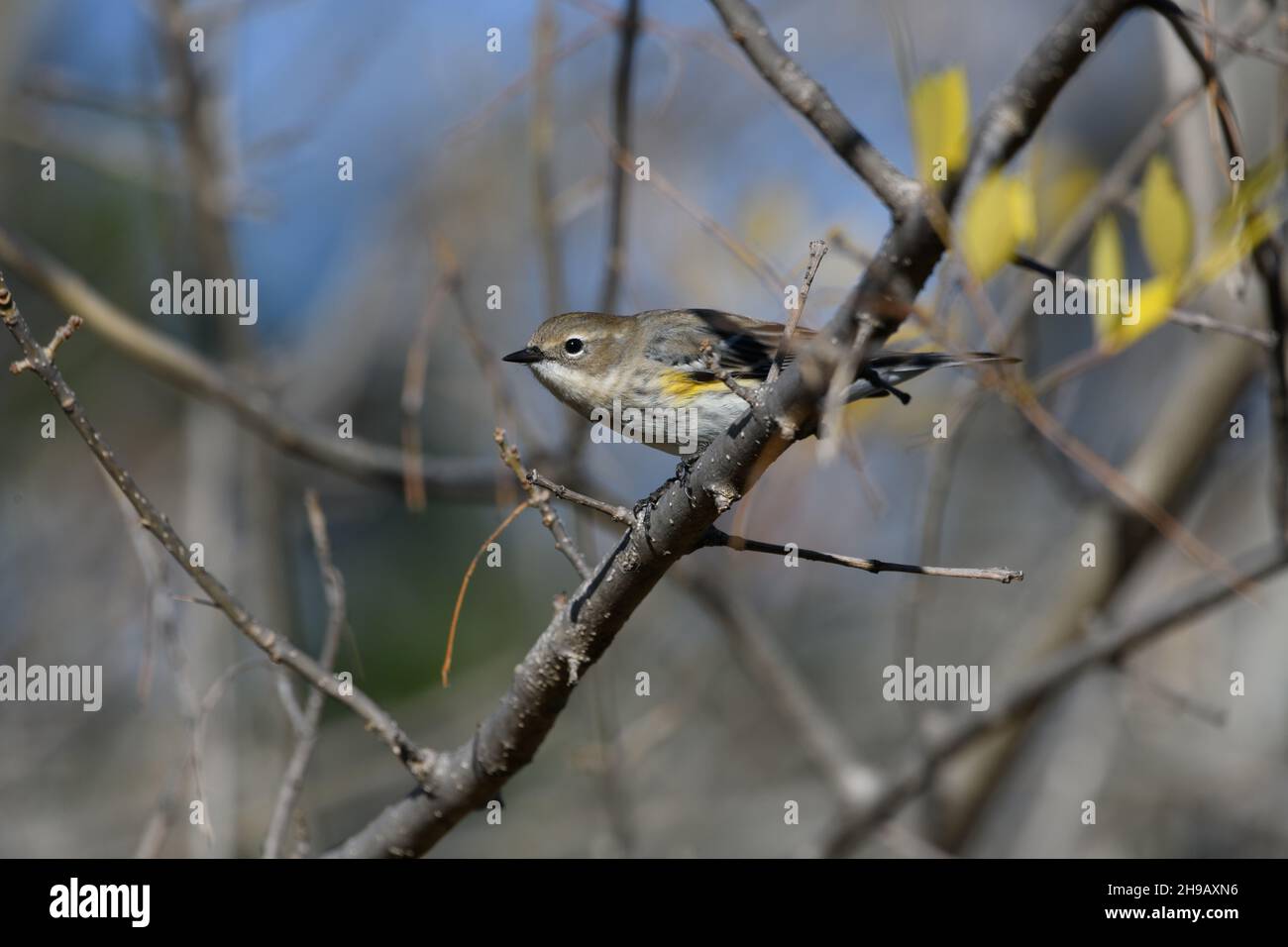 Yellow-rumped warbler - Setophaga coronata - Close-up. Profile view. Stock Photo