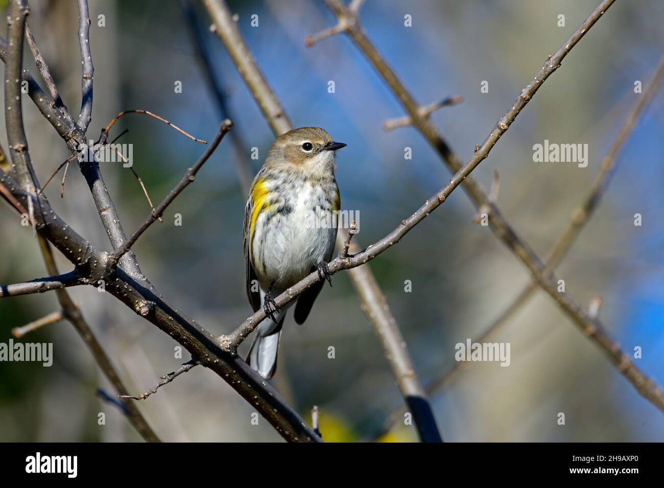 Yellow-rumped warbler - Setophaga coronata - tooking toward camara while perched on a branch Stock Photo
