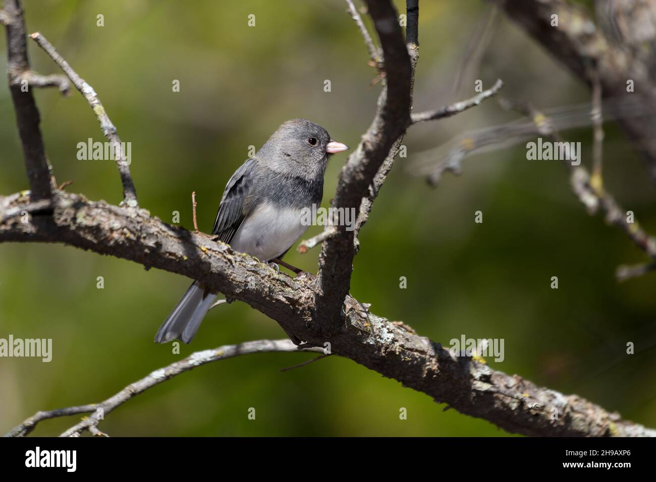 dark-eyed junco (Junco hyemalis), perched on a branch Stock Photo