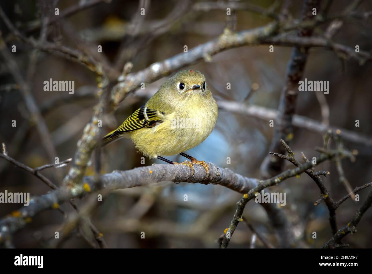 Ruby-crowned Kinglet, Corthylio calendula, Order: Passeriformes, Family: Regulidae perched on branch Stock Photo