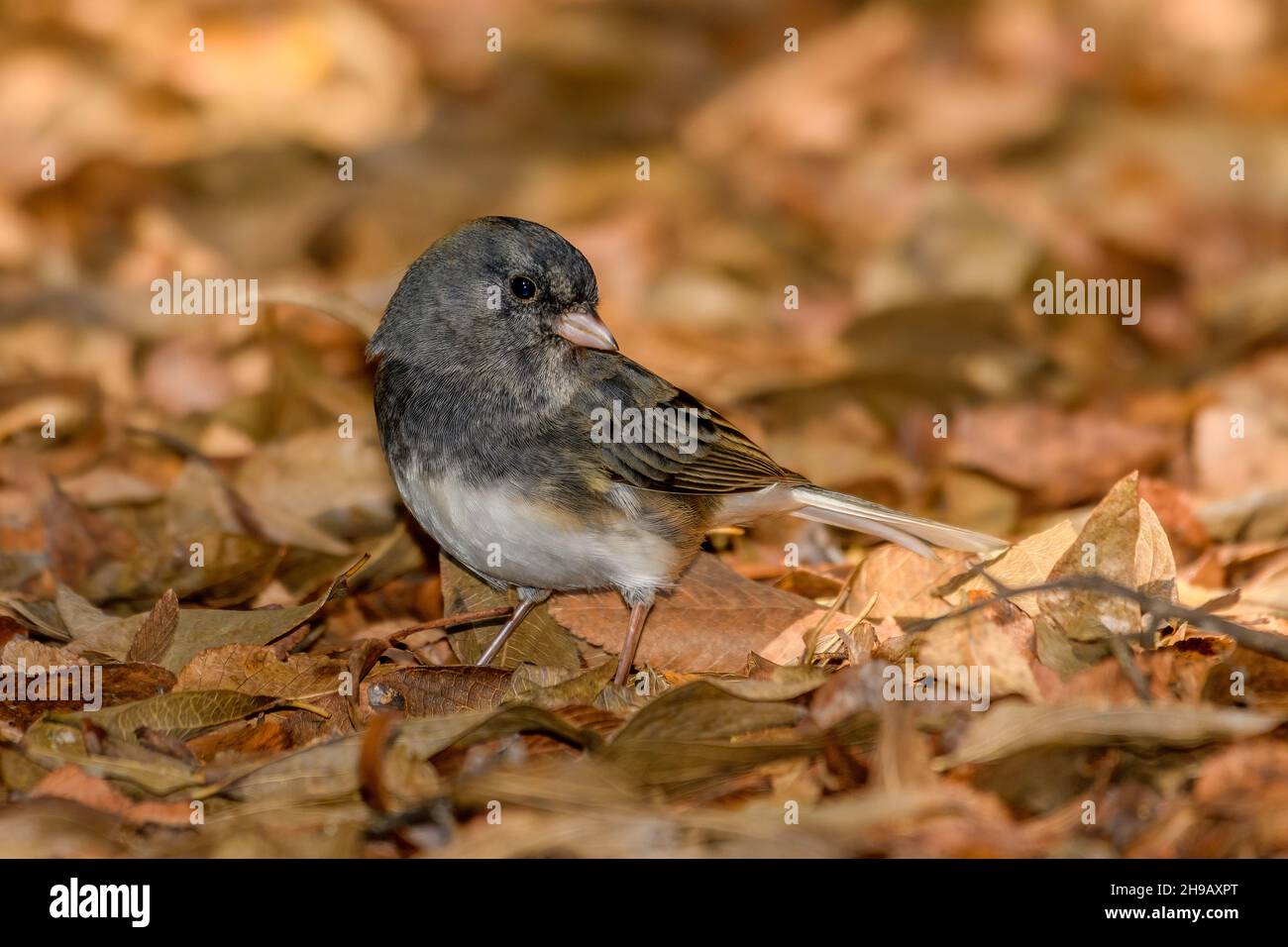 Dark-eyed junco (Junco hyemalis), foraging amoung the autumn leaves on the forest floor Stock Photo