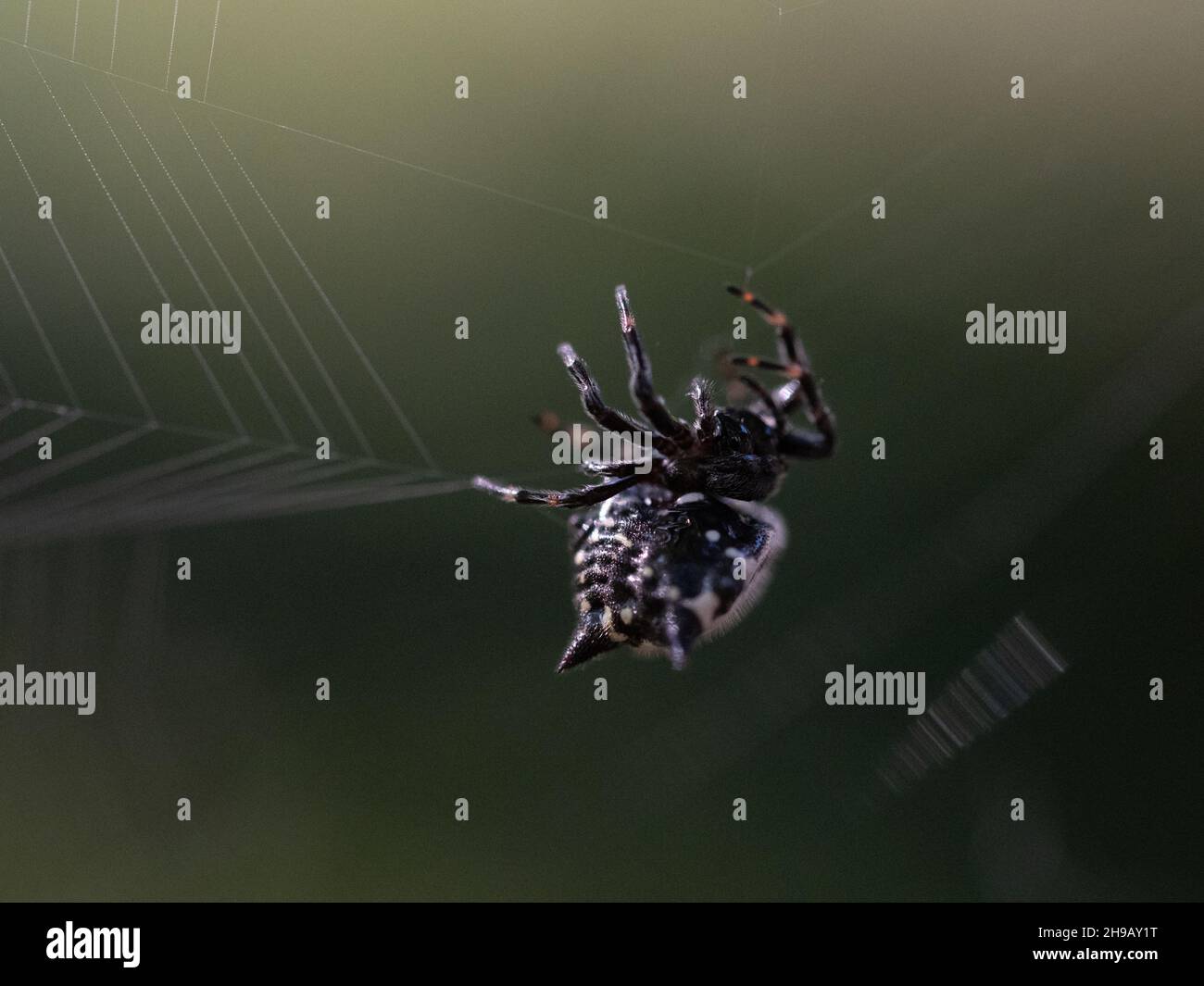 Close up of a spiny-backed orbweaver or spiny orb weaver spider photographed with extremely shallow depth of field while it is building a web. Stock Photo