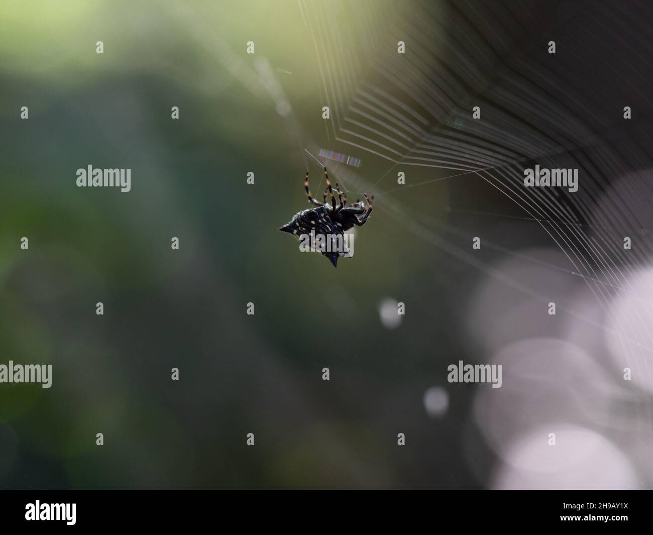 A spiny orb weaver spider or spiny-backed orbweaver spider building a web. Photographed with a shallow depth of field. Stock Photo