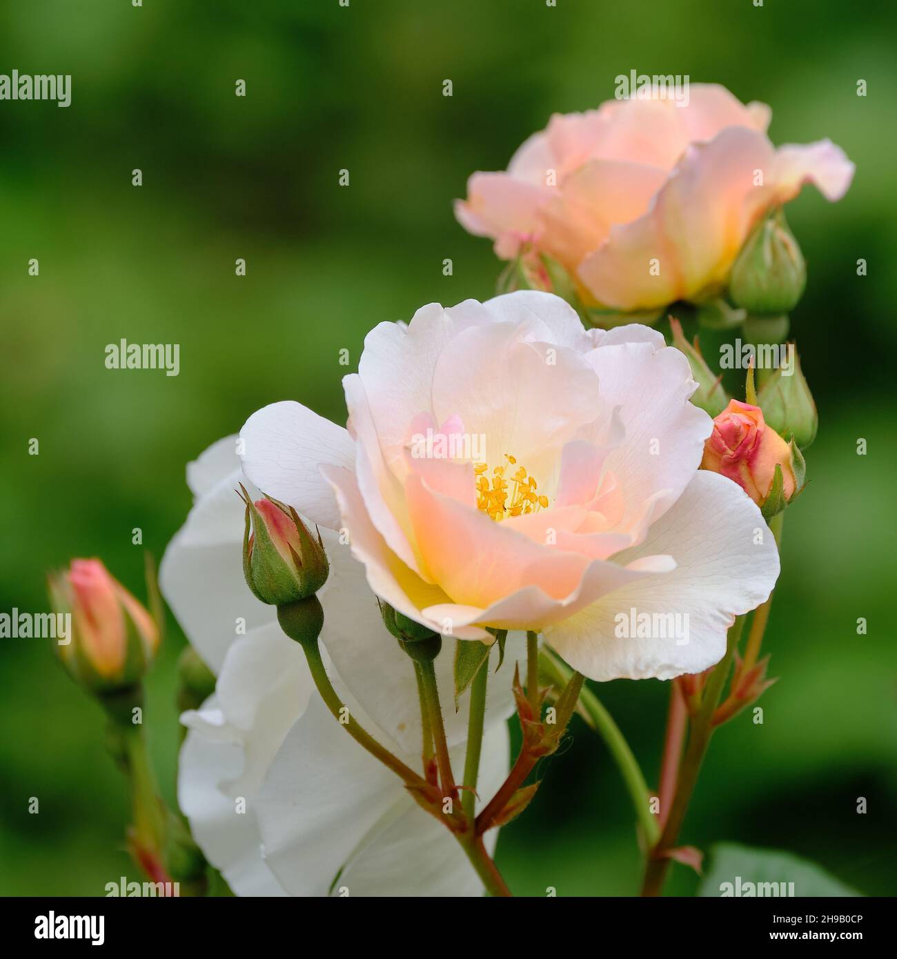 Rose rosa penelope hires stock photography and images Alamy