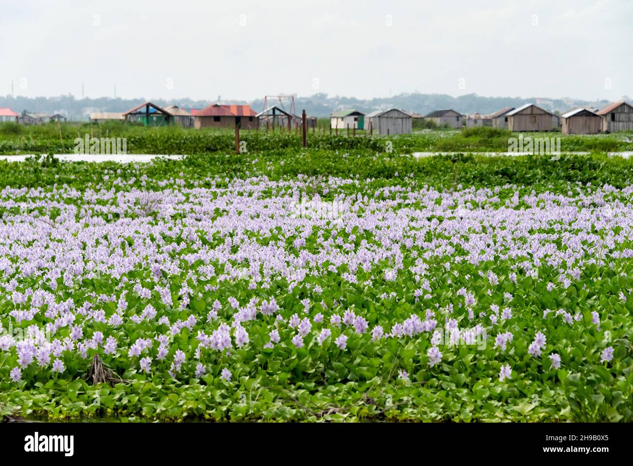 Water hyacinth and stilt houses on Lake Nokoue, Ganvie, Benin Stock Photo