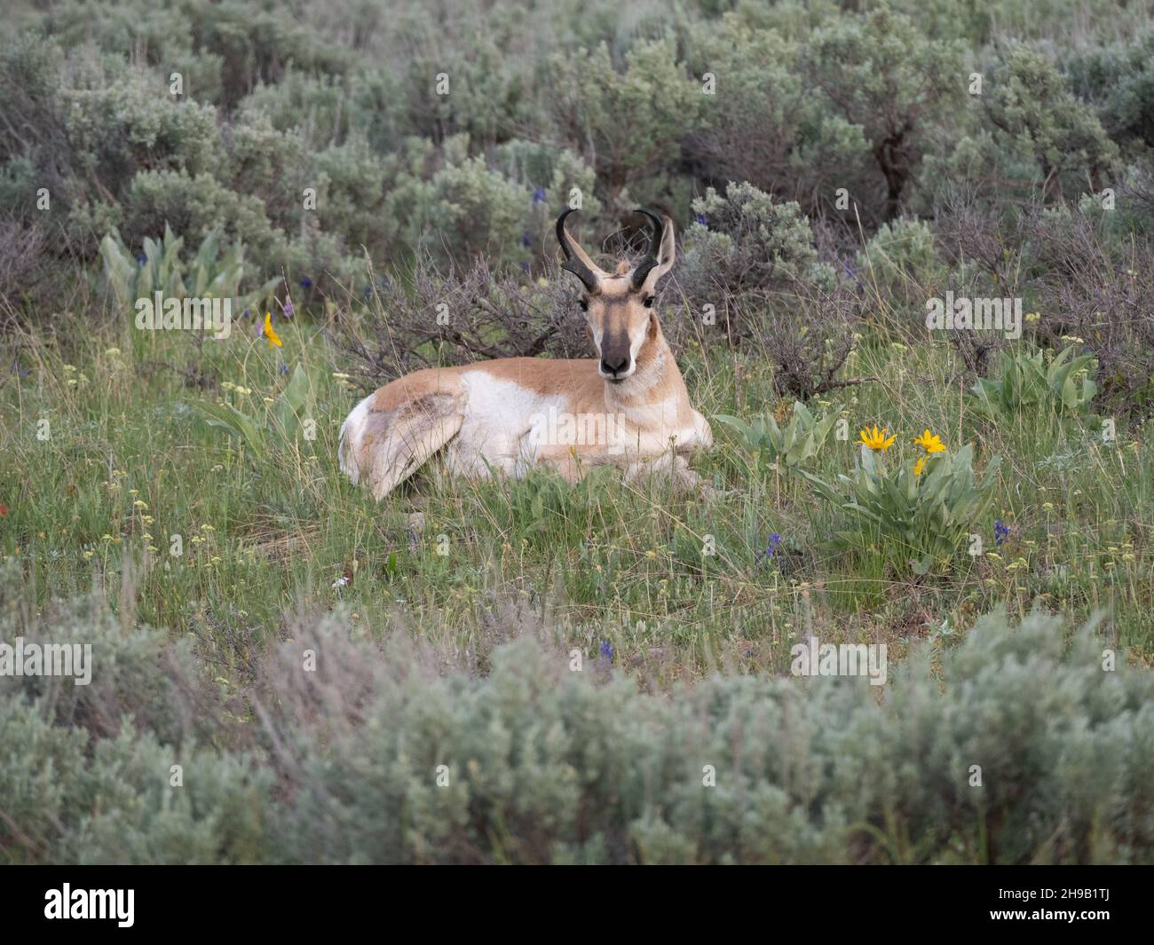 American pronghorn buck antelope with horns resting in a field