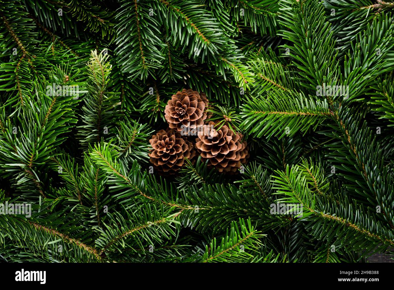 Green pine branches and cones for christmas decoration. Background and ...