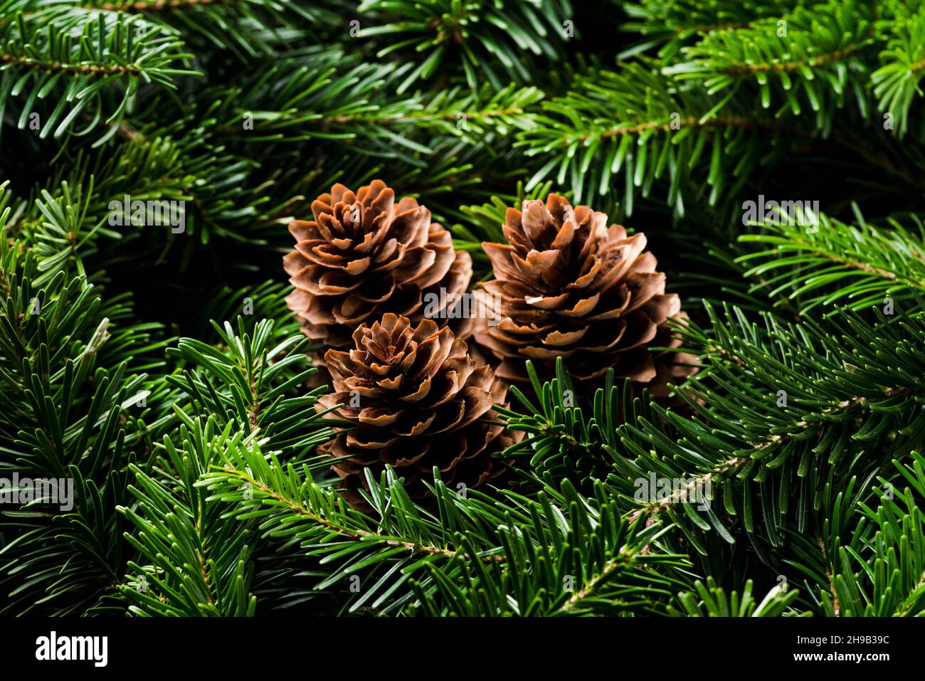 Green pine branches and cones for christmas decoration. Background and ...