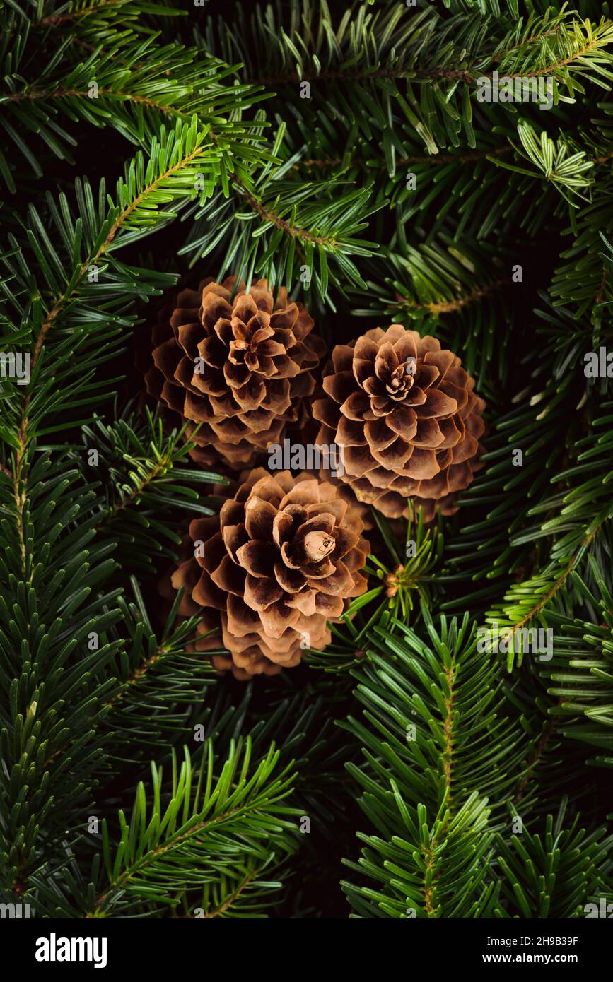 Green pine branches and cones for christmas decoration. Background and ...