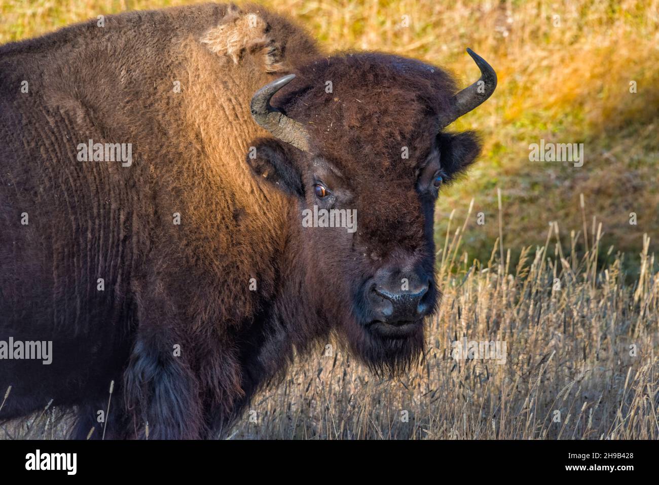 Bison, Yellowstone National Park, Wyoming State, USA Stock Photo