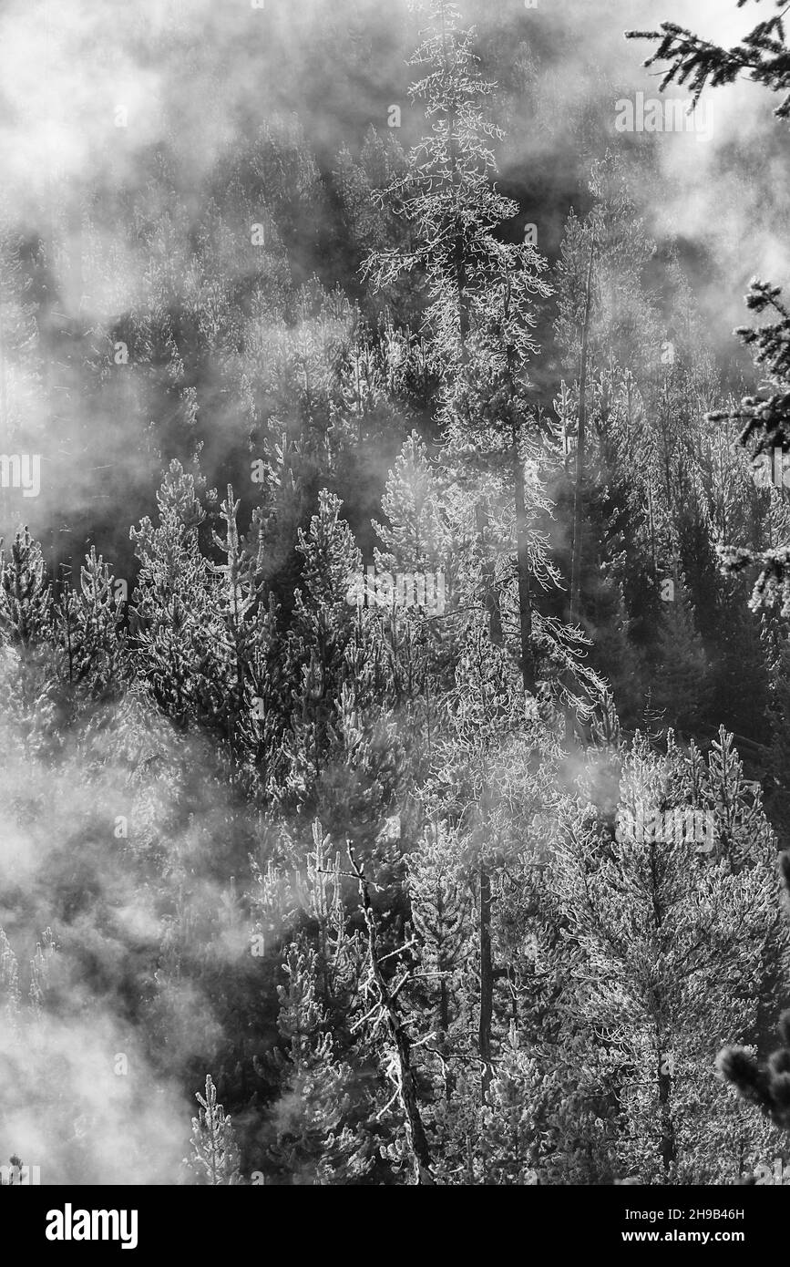 Forest in morning fog, Yellowstone National Park, Wyoming State, USA Stock Photo