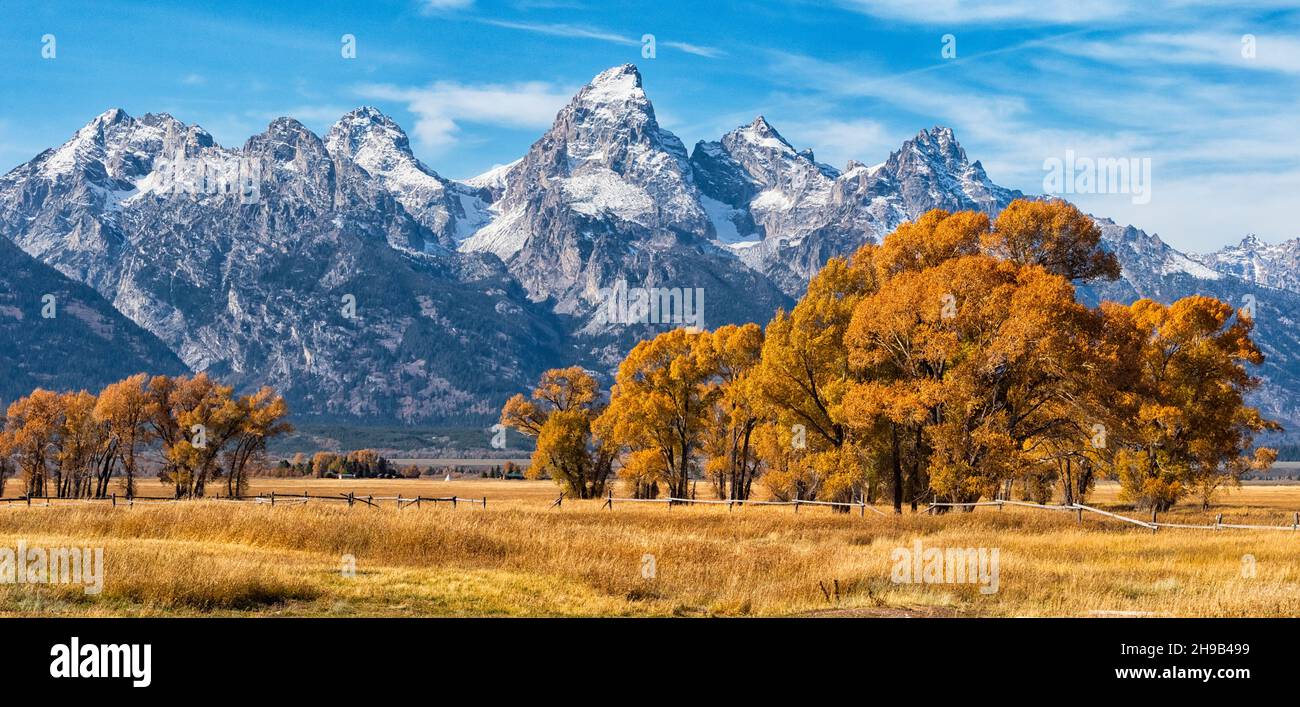 Aspen trees with mountain, Mormon Row, Grand Teton National Park, Wyoming State, USA Stock Photo