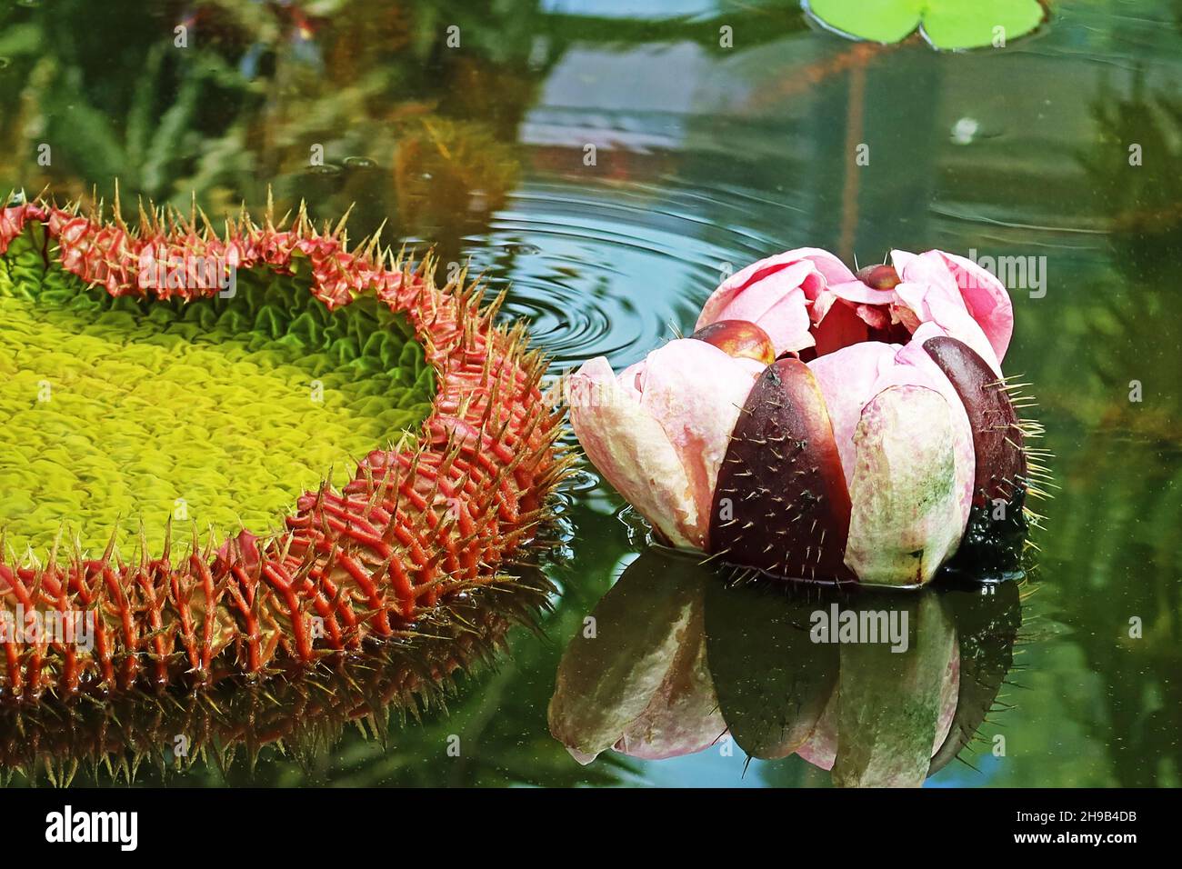 The Victoria Amazonica water lily in the Botanic Gardens in Adelaide Australia Stock Photo