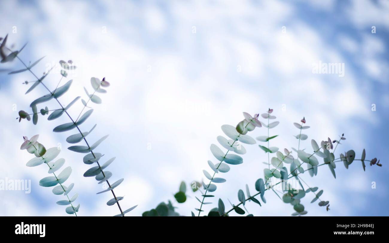 Eucalyptus branches against the sky. Round leaves. Copy space for text. Stock Photo