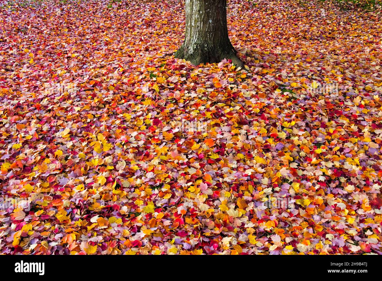 Fallen leaves in autumn, eastern Washington State, USA Stock Photo