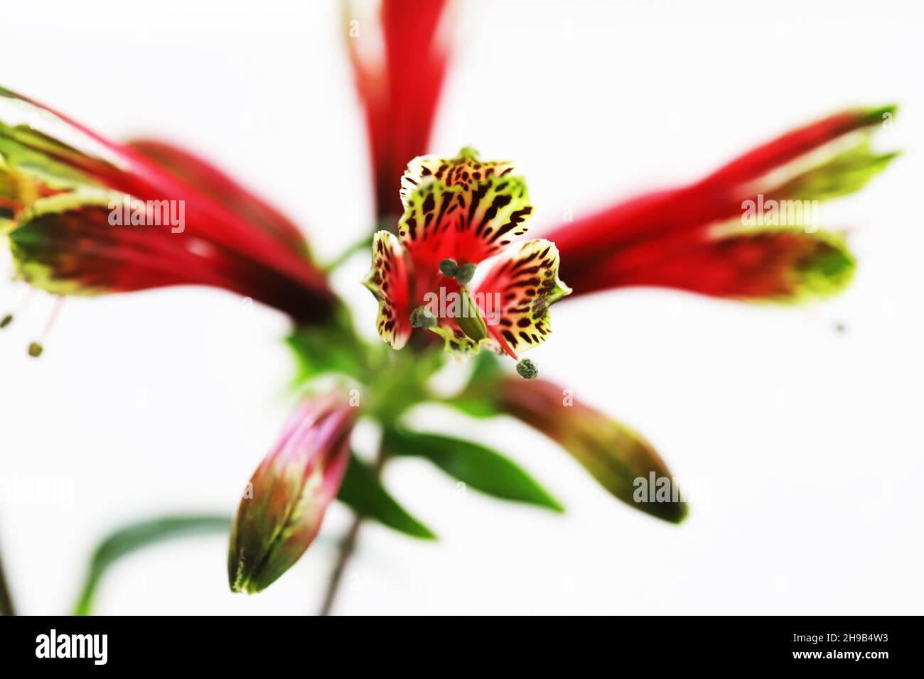 Alstroemeria psittacina also known as a Parrot Lily in Adelaide Australia Stock Photo
