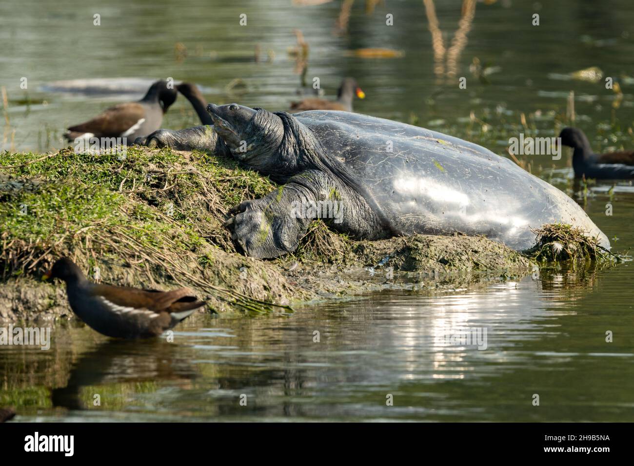 Indian softshell or Ganges softshell turtle a vulnerable species portrait with reflection basking sun in winter season of keoladeo national park india Stock Photo