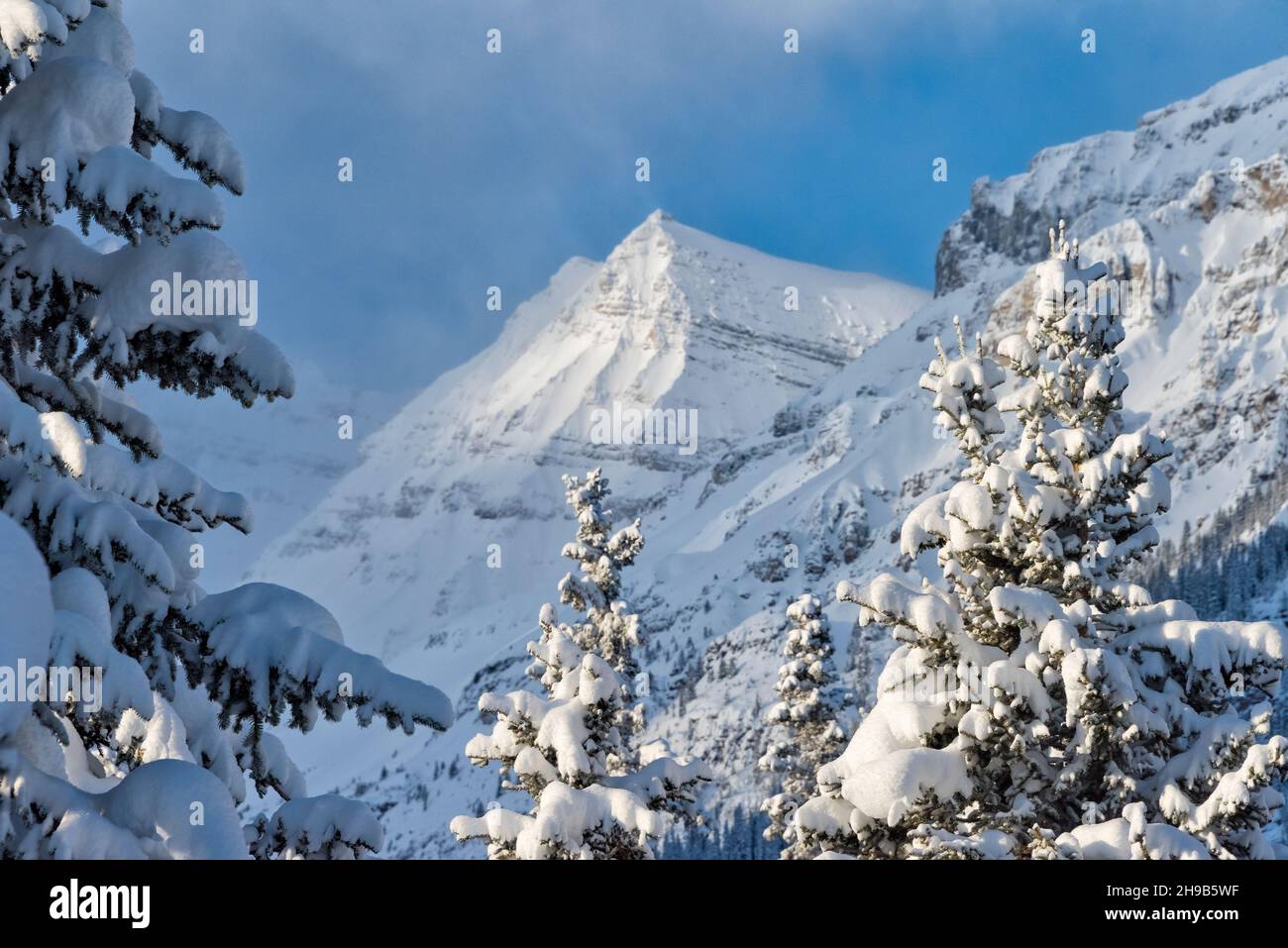 Mountain and forest covered with snow, Lake Louise, Banff National Park, Alberta, Canada Stock Photo