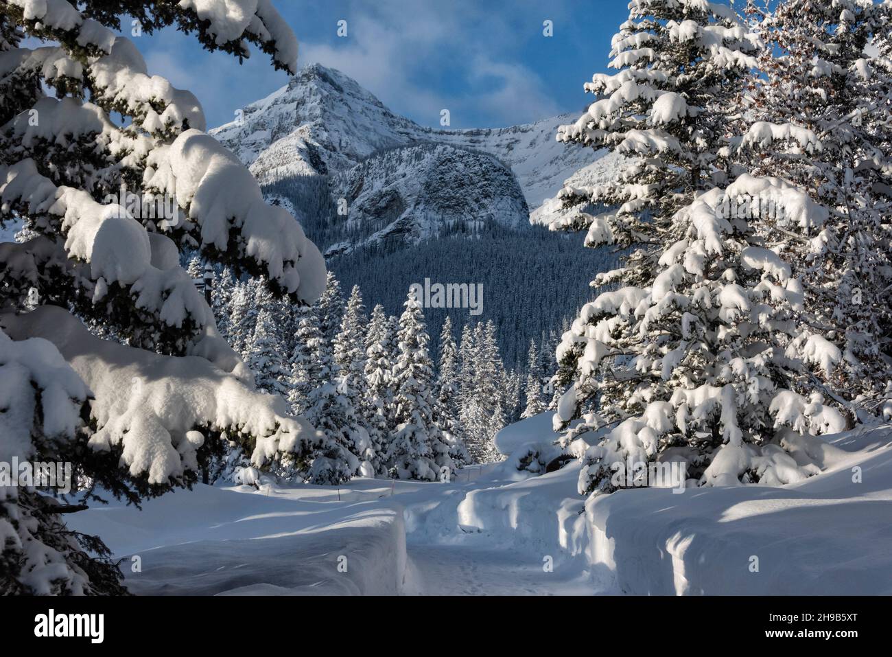 Mountain and forest covered with snow, Lake Louise, Banff National Park, Alberta, Canada Stock Photo