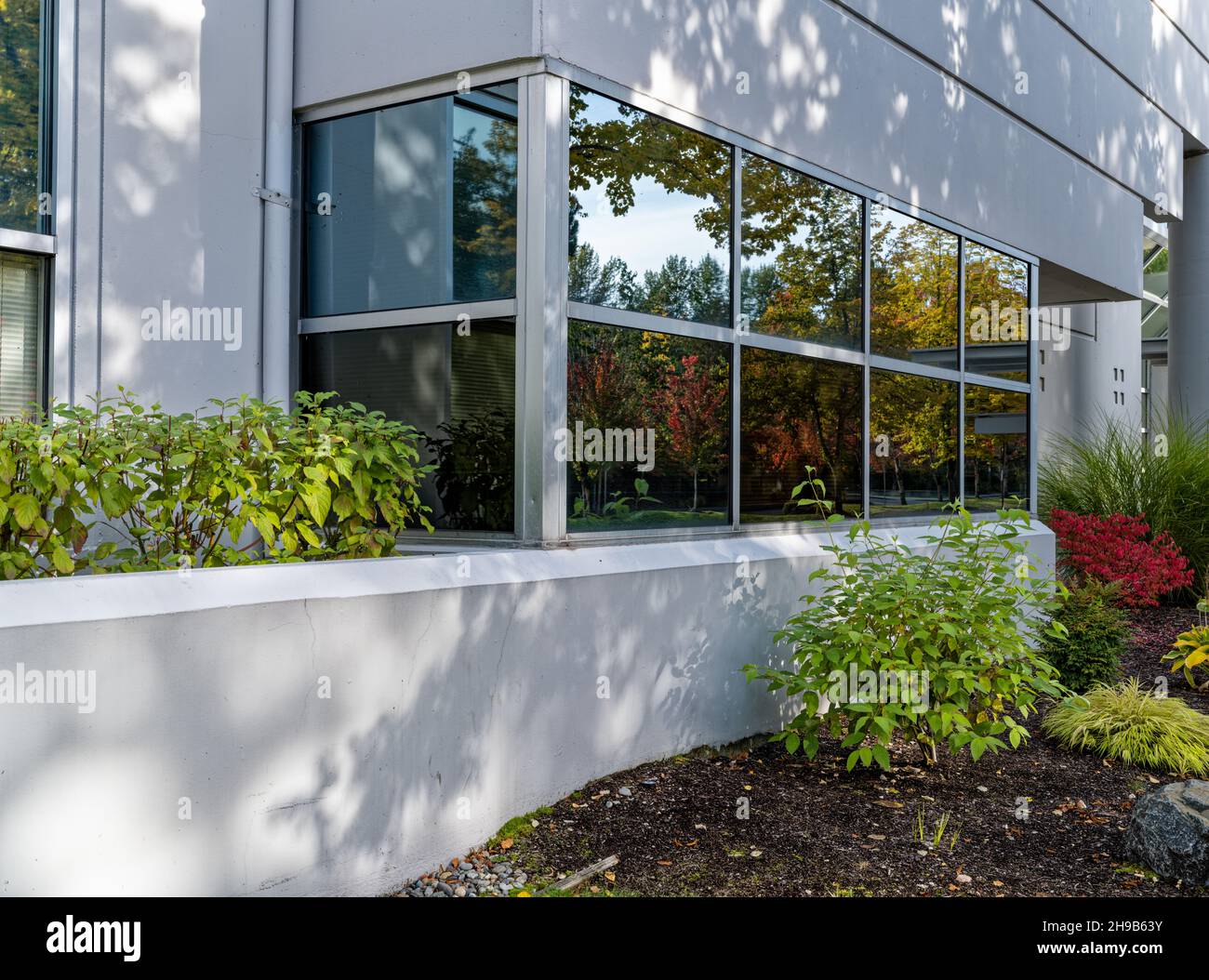 A modern office building with autumn foliage reflected in windows Stock ...