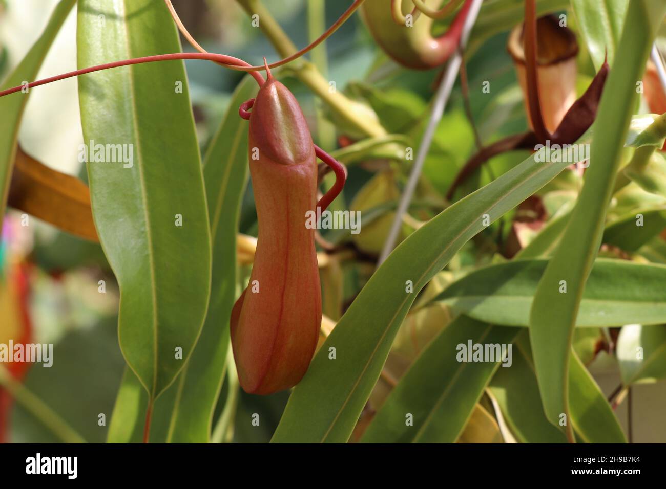 Nepenthaceae Nepenthes alata Blanco.Carnivorous Plants.  plants that eat insects Stock Photo