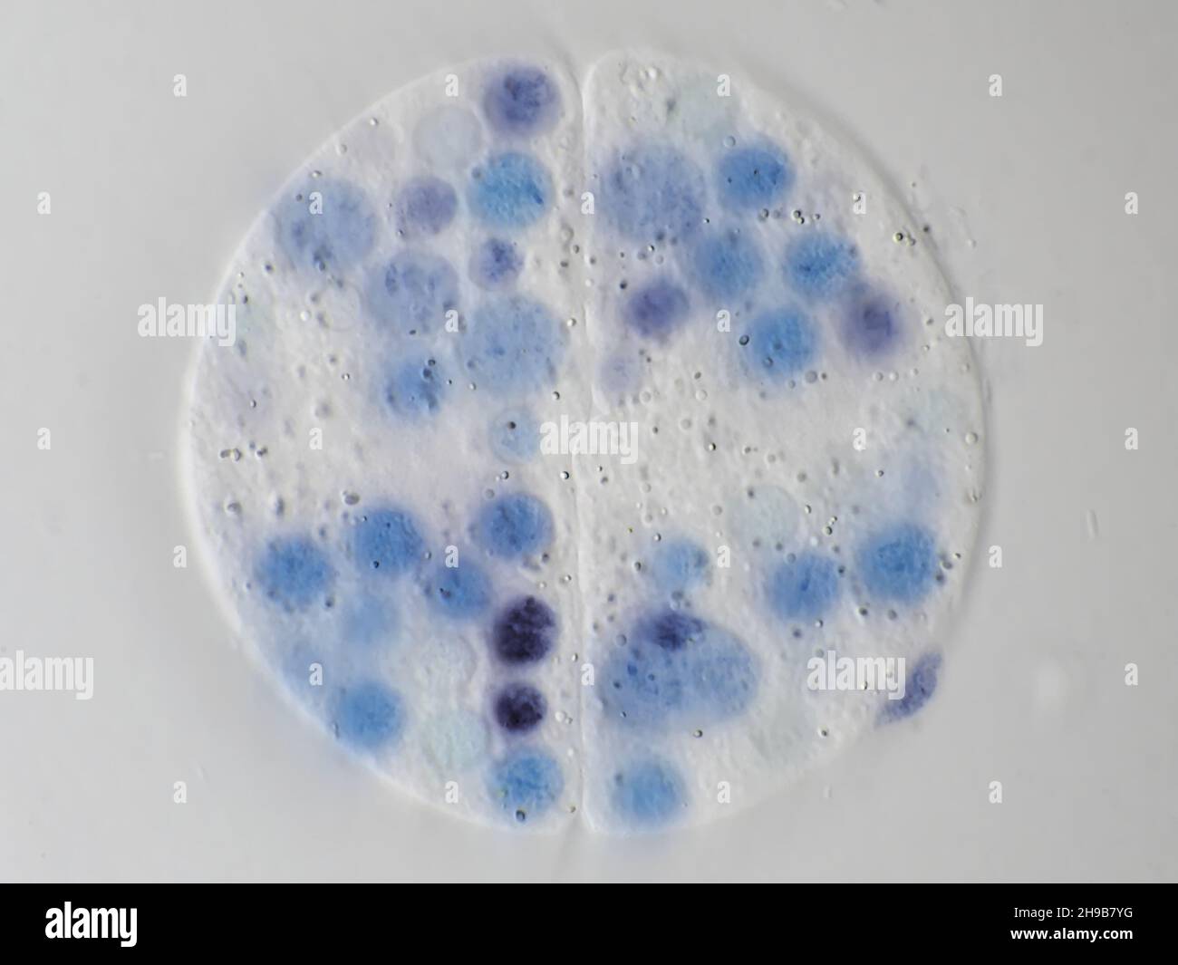 A protist microbe from a water sample, cell division under the microscope, horizontal field of view about 121 micrometer Stock Photo