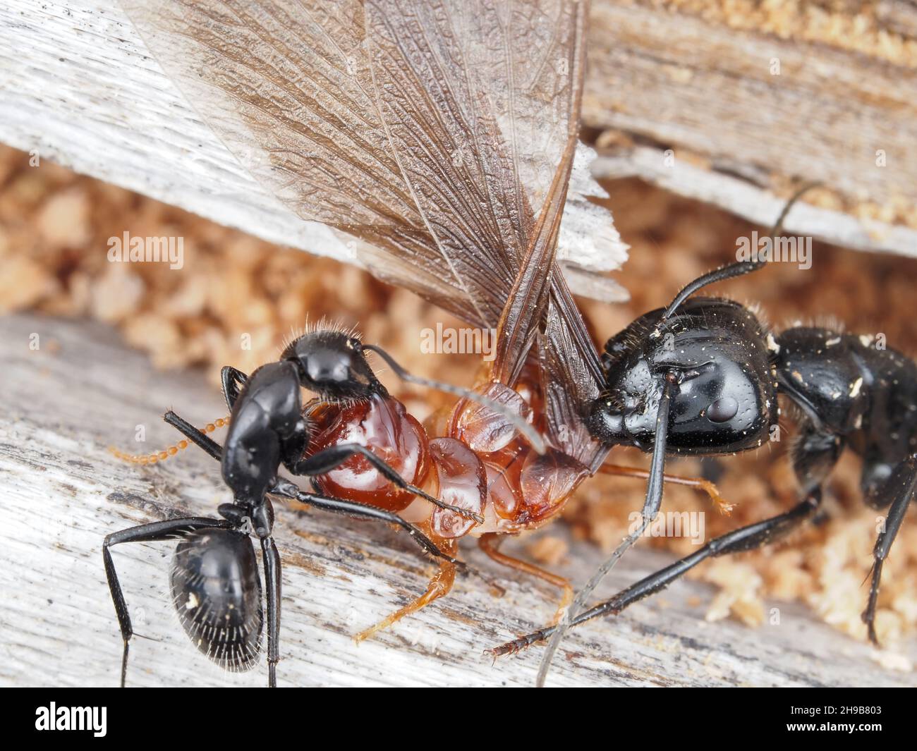 Carpenter ants fighting a dampwood termite Stock Photo