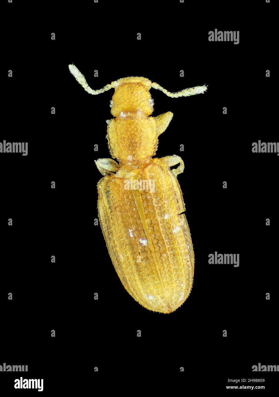 Tiny minute brown scavenger beetle (1.4mm in length, Latridiidae or Akalyptoischiidae, possibly Akalyptoischion sp.) found inside a light fixture Stock Photo