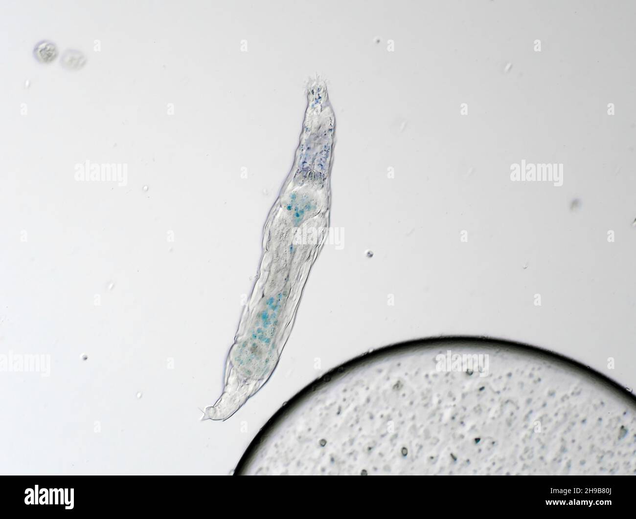 Bdelloid rotifer from a soil sample, horizontal field of view is about 0.55mm Stock Photo