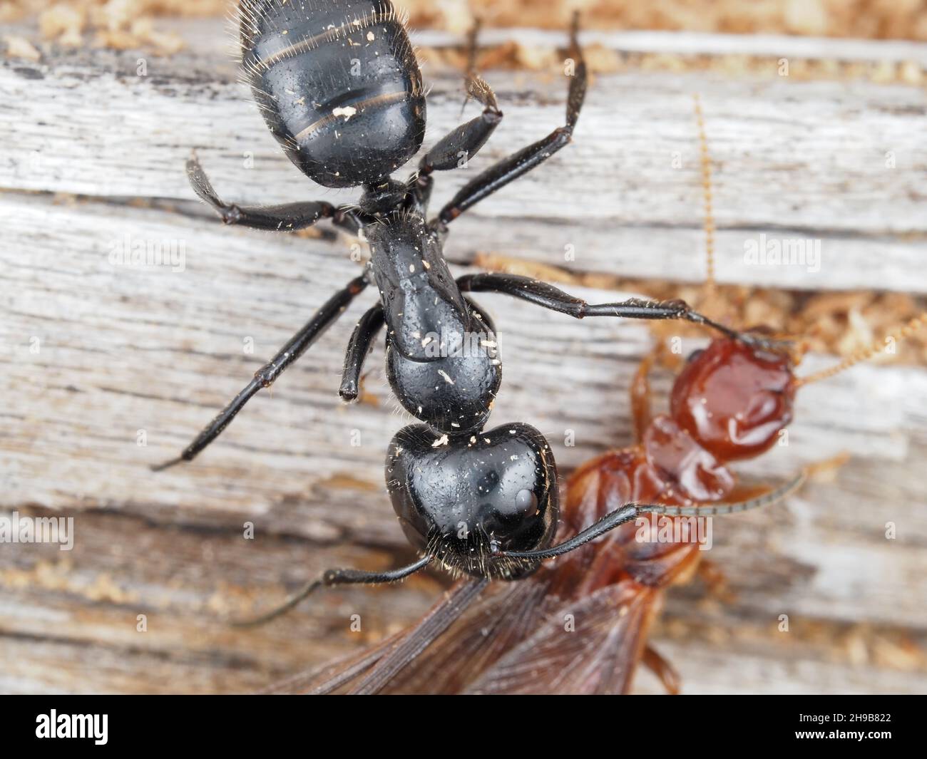 Carpenter ant fighting a dampwood termite Stock Photo
