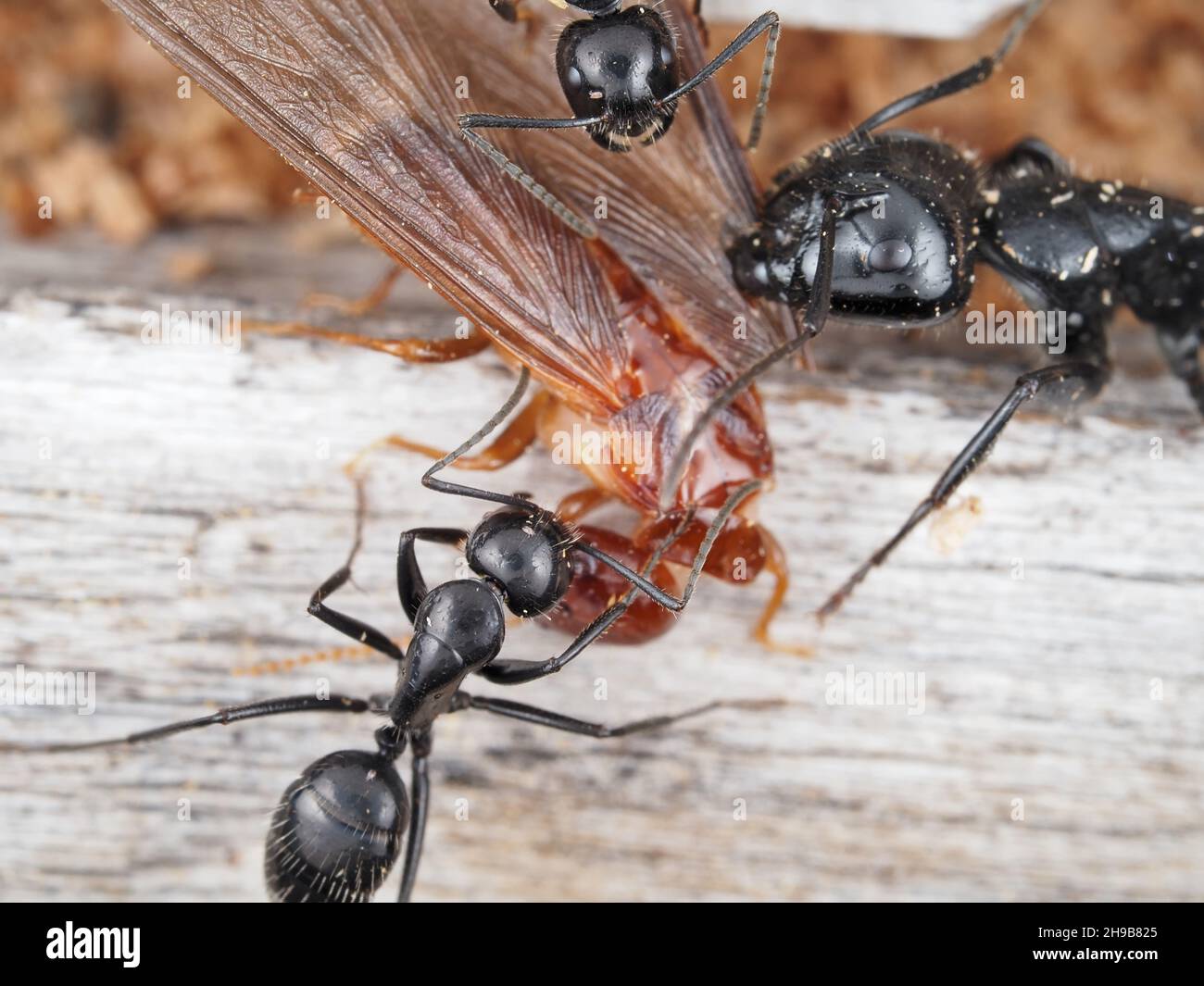 Carpenter ants fighting a dampwood termite Stock Photo