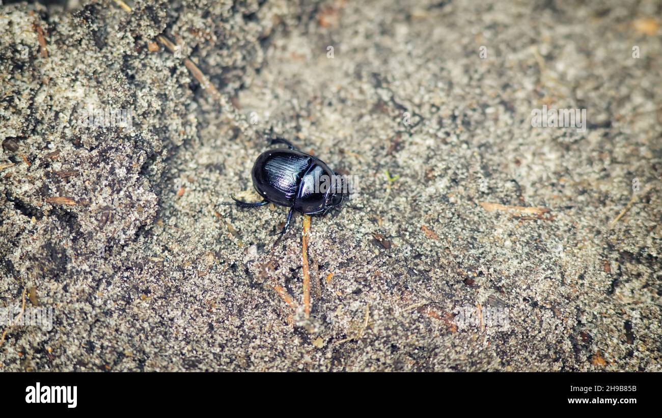 Earth boring dung beetle on the ground Stock Photo