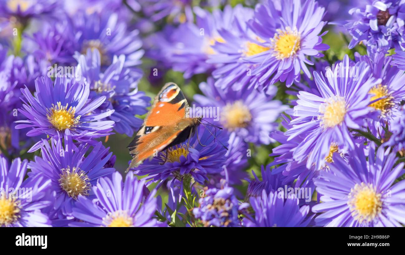 peacock butterfly on violet asters Stock Photo