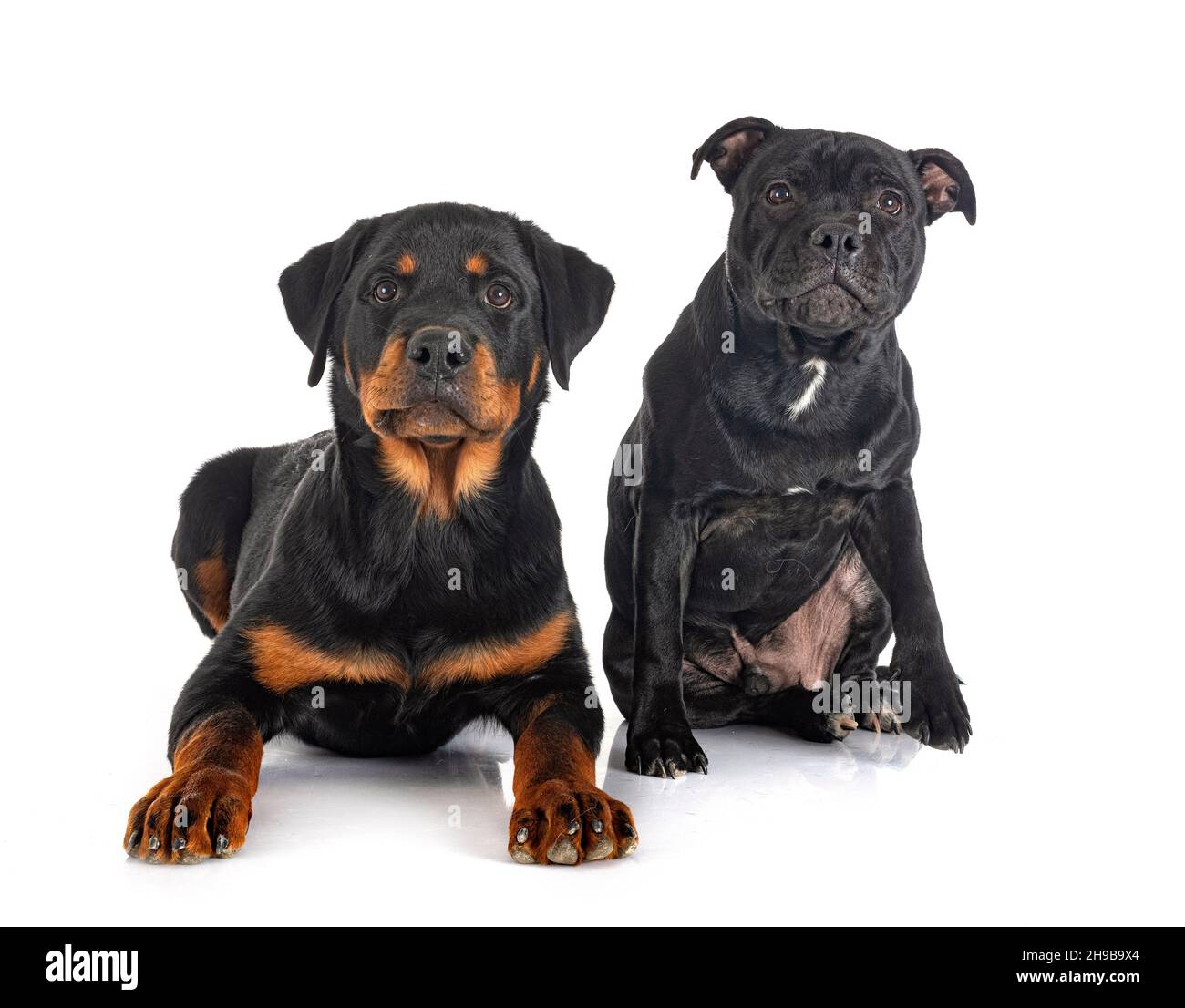 staffordshire bull terrier and rottweiler in front of white background ...