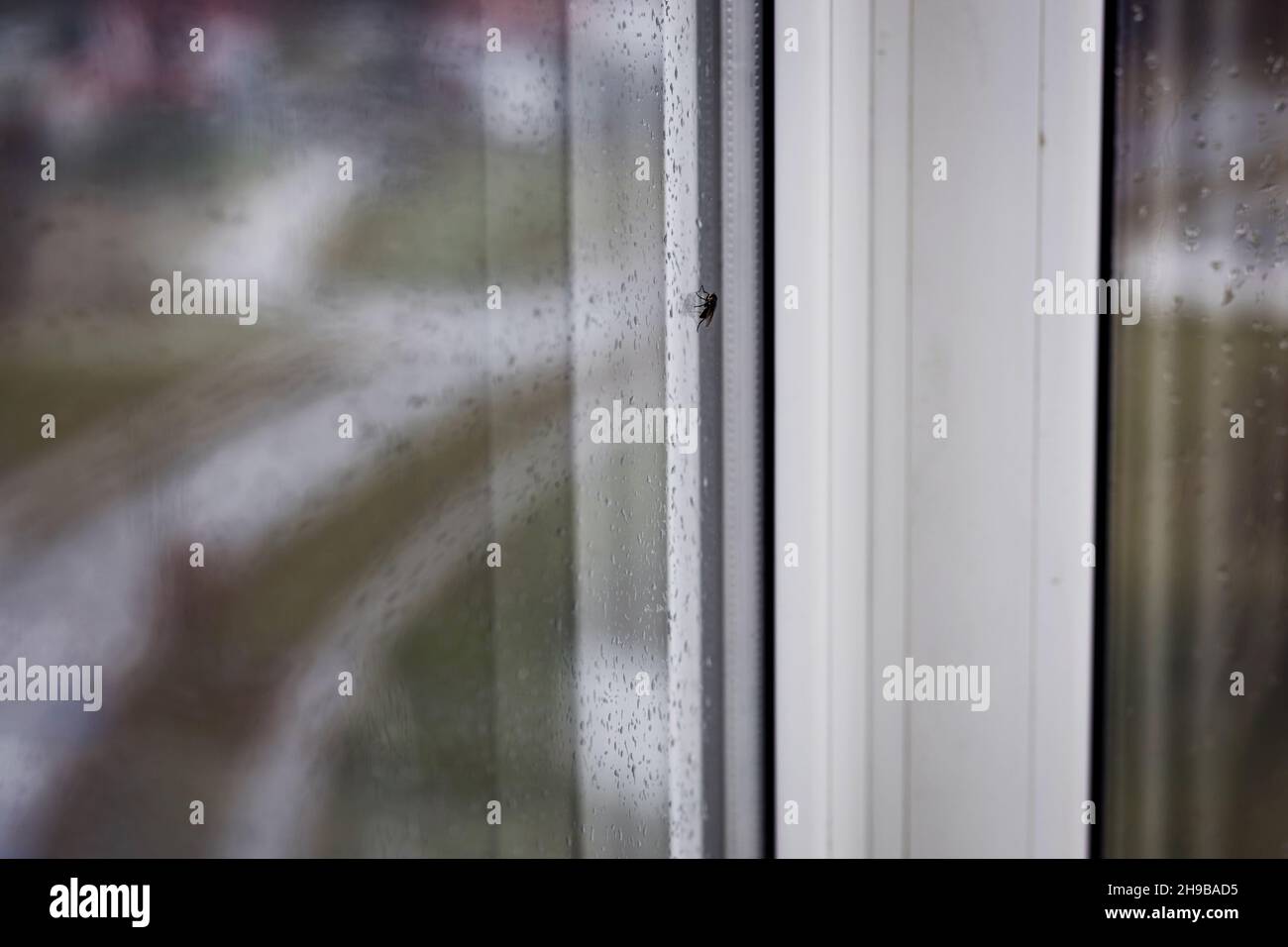 Domestic flies on glass in droplets of water on windows. High humidity ...