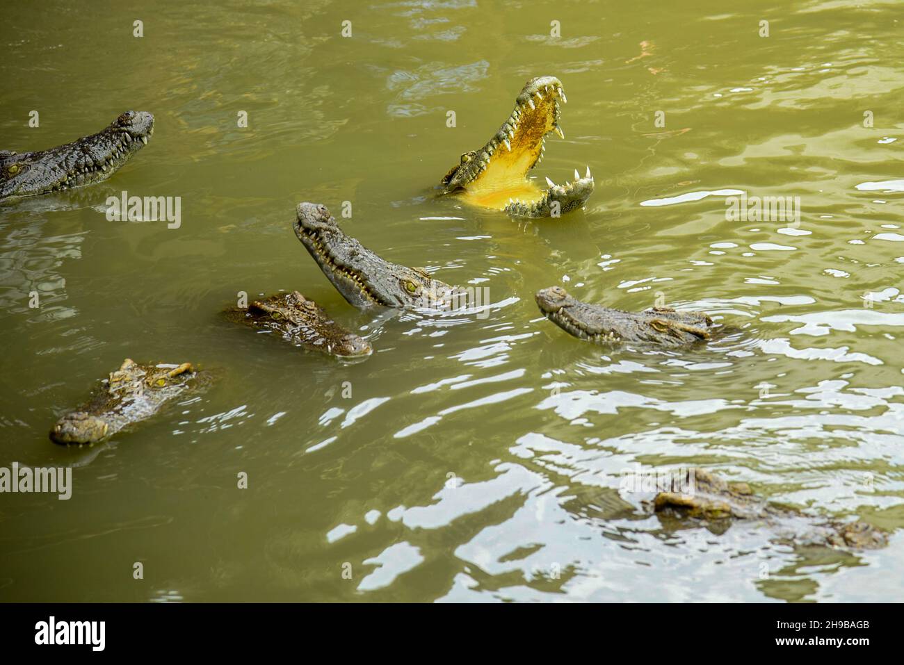 Portrait of hungry crocodile baring fierce teeth in the park Stock Photo