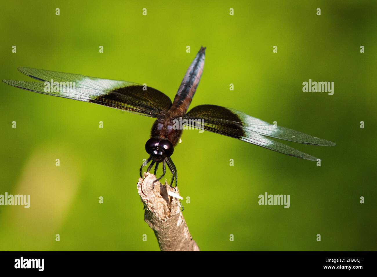 Dragonfly perching on a stick on a green background Stock Photo - Alamy