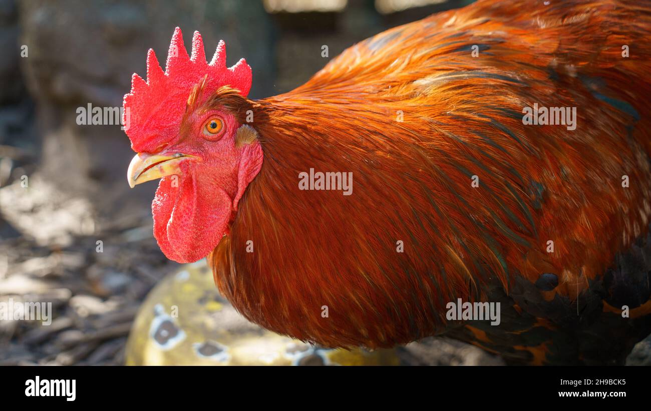 Red head chicken hi-res stock photography and images - Page 7 - Alamy