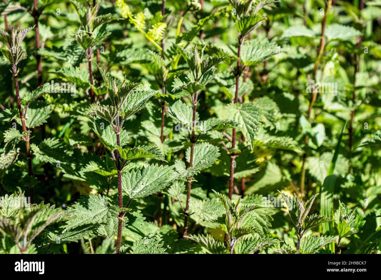 Stinging nettles growing in a field Stock Photo Alamy