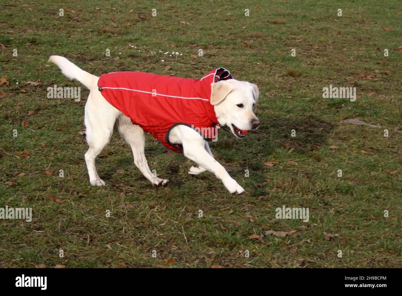 Cute Labrador Retriever with red clothing walking on grass Stock Photo