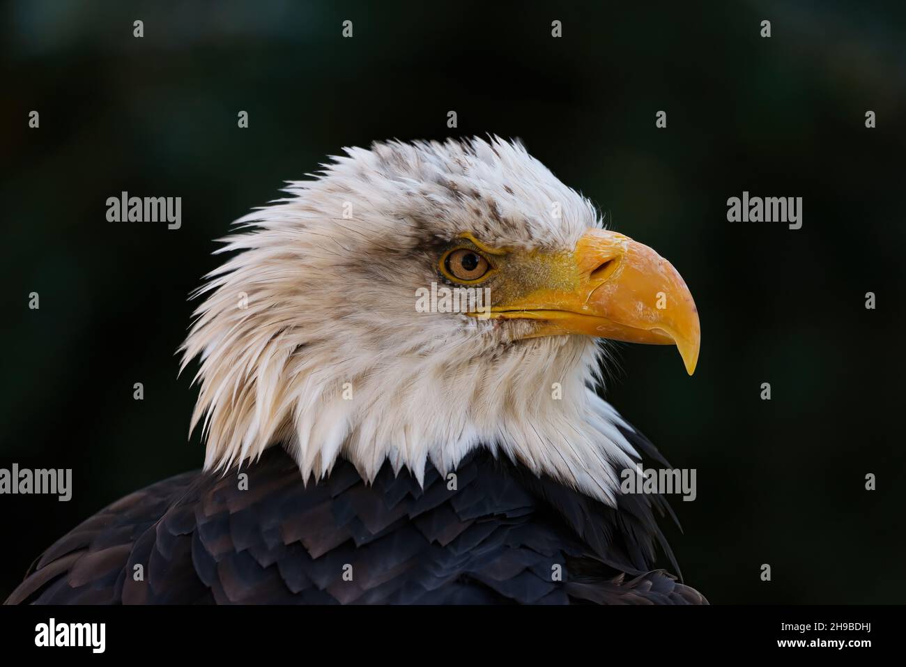 close up of bald eagle head Stock Photo - Alamy