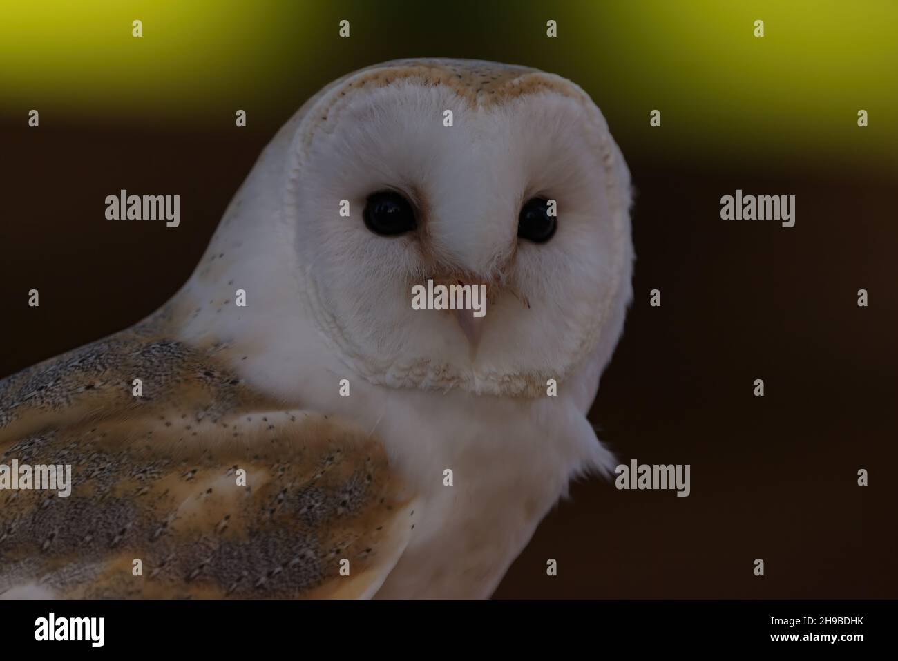 close up of barn owl face Stock Photo