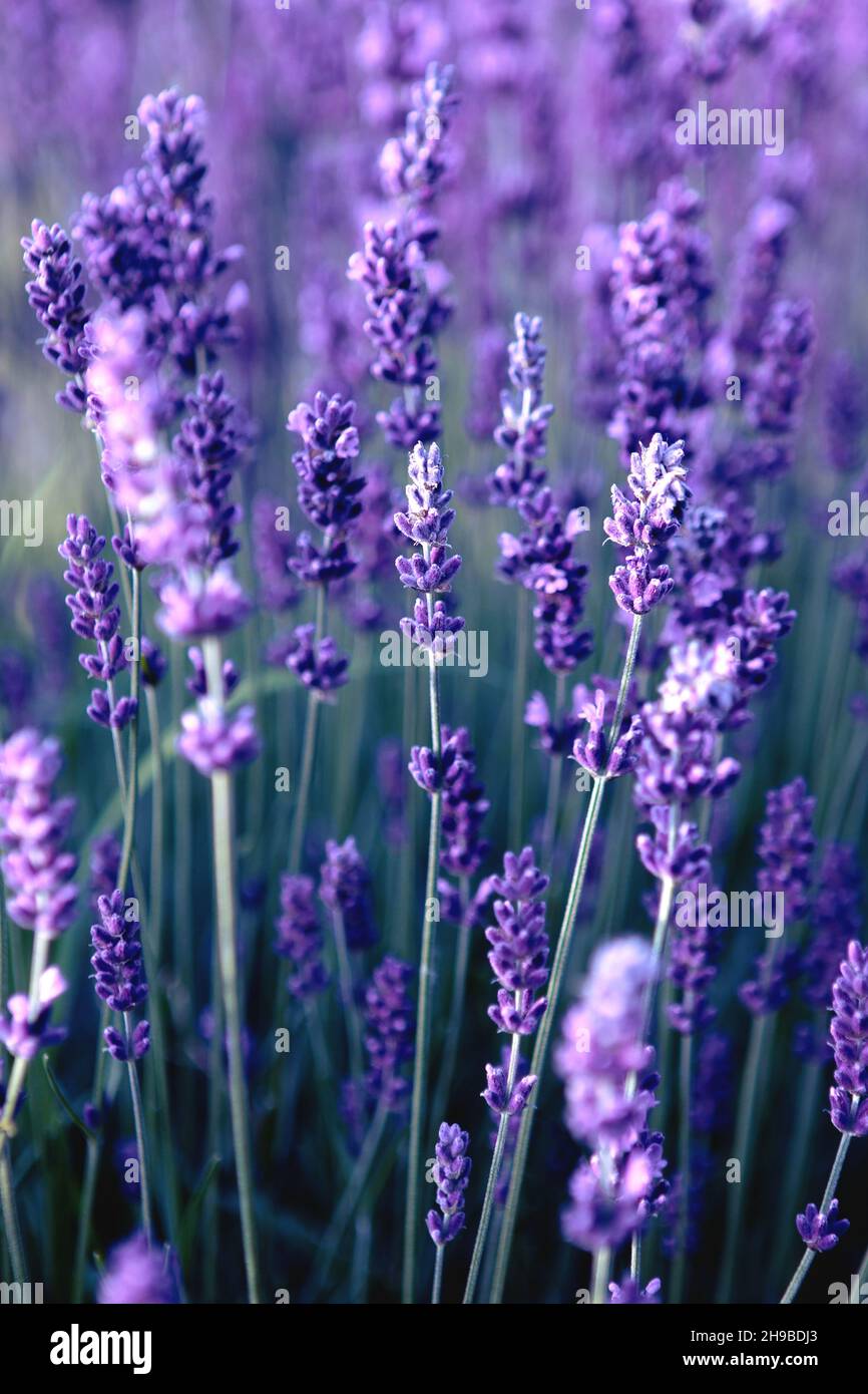 closeup of Lavender flower field at sunset rays Stock Photo