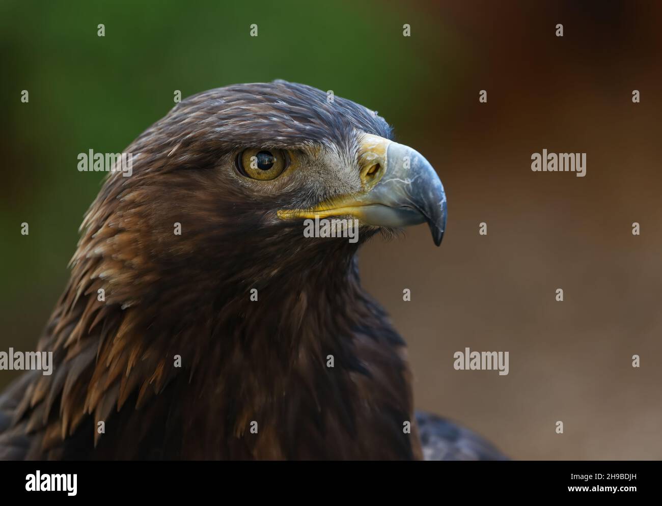close up of golden eagle head Stock Photo