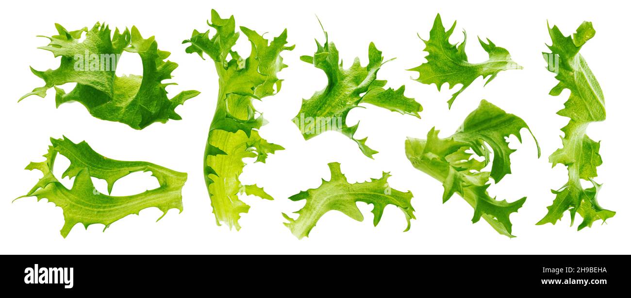 Falling frize salad leaves isolated on white background  Stock Photo