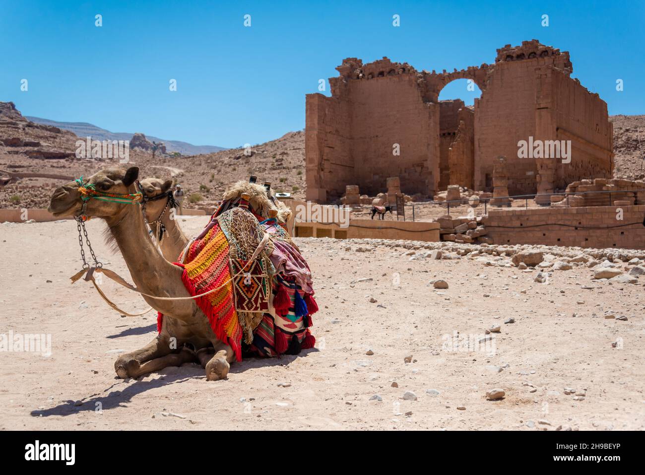 Camels resting in front of Qasr al Bint in Petra, Jordan Stock Photo