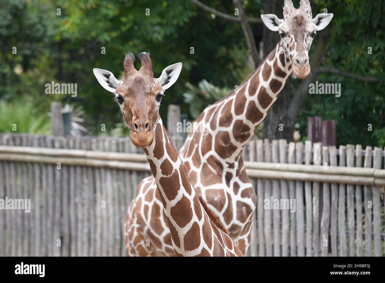Zoo animali hi-res stock photography and images - Alamy