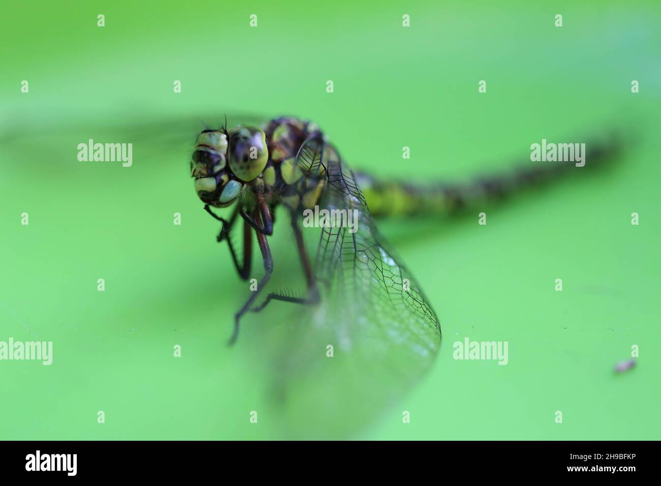 Libelle makro, Dragonfly Stock Photo