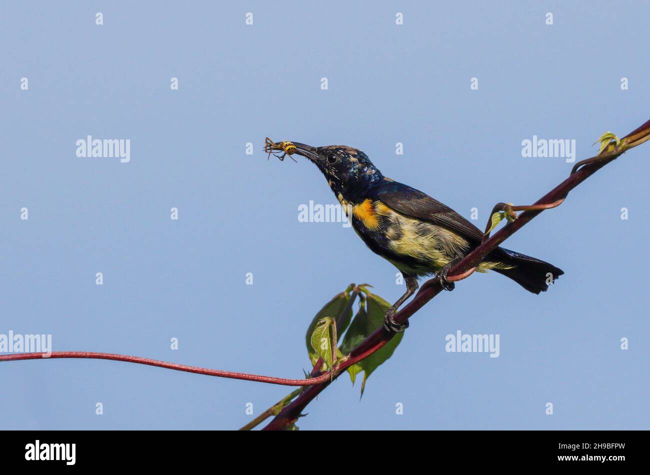 Purple sunbird (male) with spider in the beak. Stock Photo